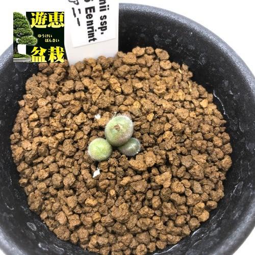 多肉植物：コノフィツム ステファニー*全幅1cm 現品！一品限り : 遊恵