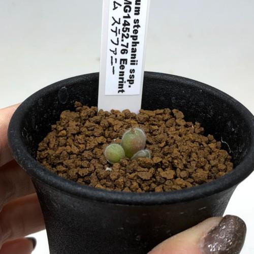多肉植物：コノフィツム ステファニー*全幅1cm 現品！一品限り : 遊恵