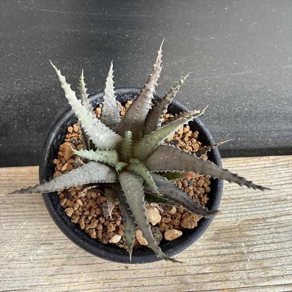 多肉植物：ハオルチア クロラカンサ サブグラウカ*S 幅7cm : 遊恵
