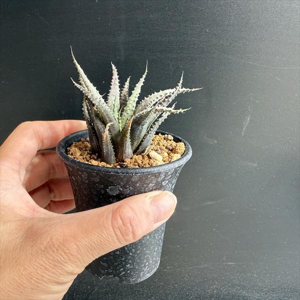 多肉植物：ハオルチア クロラカンサ サブグラウカ*S 幅7cm : 遊恵