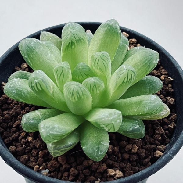 多肉植物：ハオルチア デルシアーナhyb.*M 幅7cm : 遊恵盆栽 Yahoo