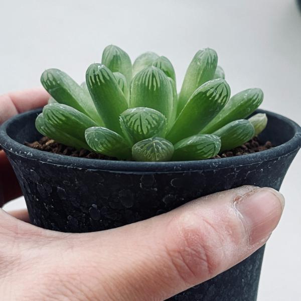 多肉植物：ハオルチア デルシアーナhyb.*M 幅7cm : 遊恵盆栽 Yahoo