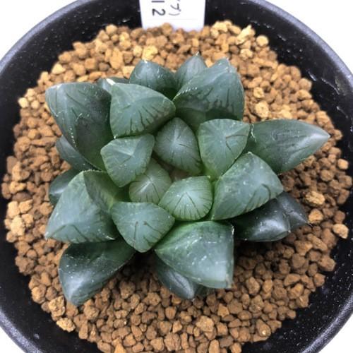 多肉植物：ハオルチア オブツーサ 黒肌タイプ No.12*幅5cm