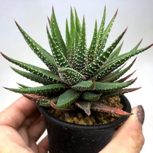 37d ハオルチア 多肉植物 金子短葉万象錦 自家繁殖 楽天市場】多肉植物