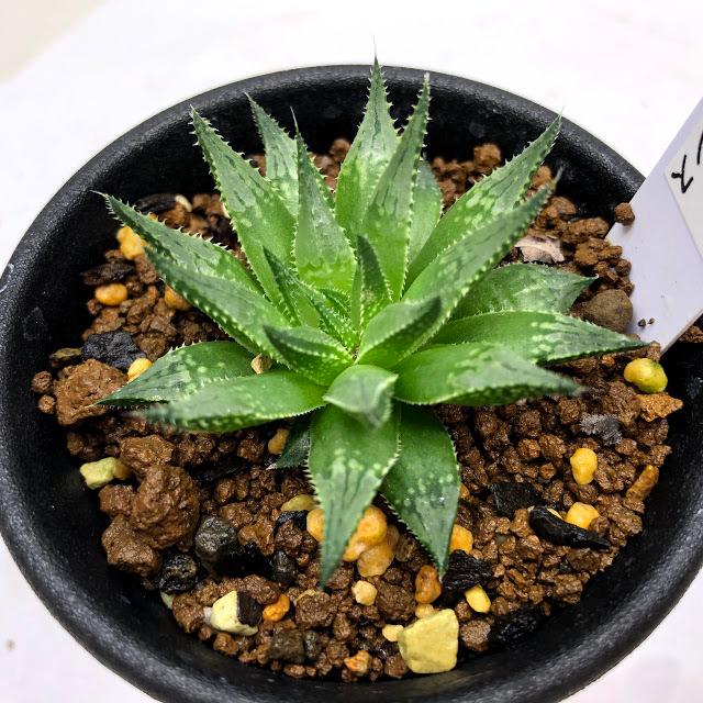 多肉植物:ハオルチア プベスケンス*幅4.5cm :s9191v:遊恵盆栽 Yahoo!店 - 通販 - Yahoo!ショッピング 多肉植物:ハオルチア プベスケンス*幅4.5cm :s9191v:遊恵盆栽 Yahoo!店 - 通販 - Yahoo!ショッピング