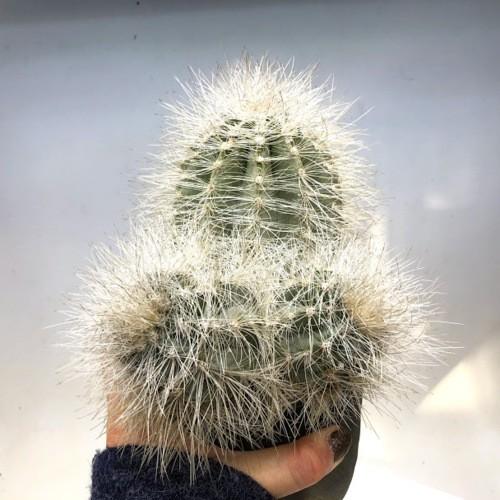 サボテン：コピアポア 雷血丸*幅14cm 現品 一品限り : 遊恵盆栽