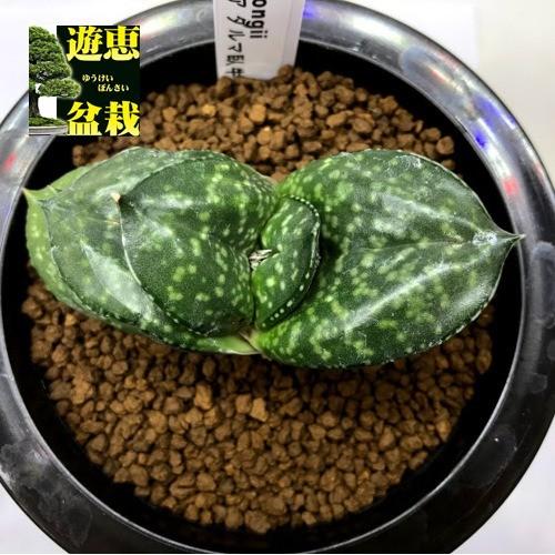 多肉植物：ガステリア ダルマ臥牛*幅8cm 現品！一品限り : 遊恵盆栽