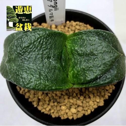 多肉植物：ガステリア ダルマ臥牛*幅8.5cm 現品！一品限り : 遊恵