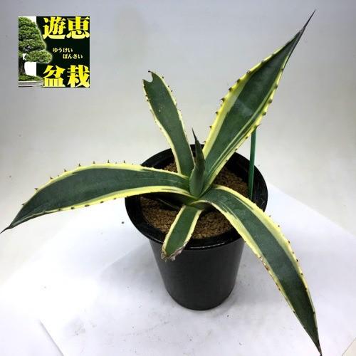 多肉植物：アガベ サルミアナ　バターフィンガーズ*幅23ｃｍ　現品！一品限り : s9211v : 遊恵盆栽　Yahoo!店 - 通販 -  Yahoo!ショッピング