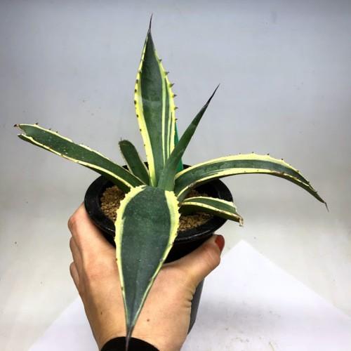 多肉植物：アガベ サルミアナ バターフィンガーズ*幅23cm 現品