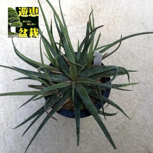 多肉植物 アロエ プセウドパルブラ 幅28ｃｍ S92v 遊恵盆栽 Yahoo 店 通販 Yahoo ショッピング