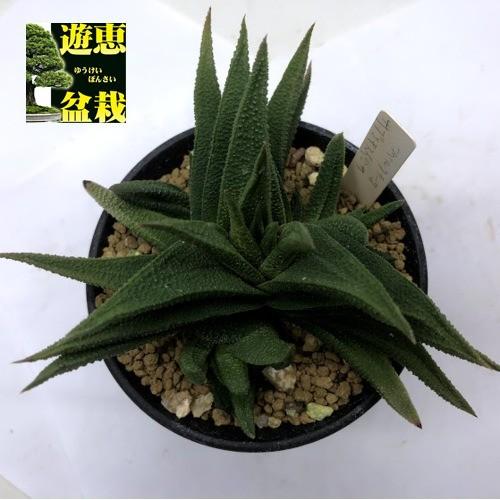 多肉植物：ハオルチア スカブラ ツベルクラータ サブエクスパンサ*幅