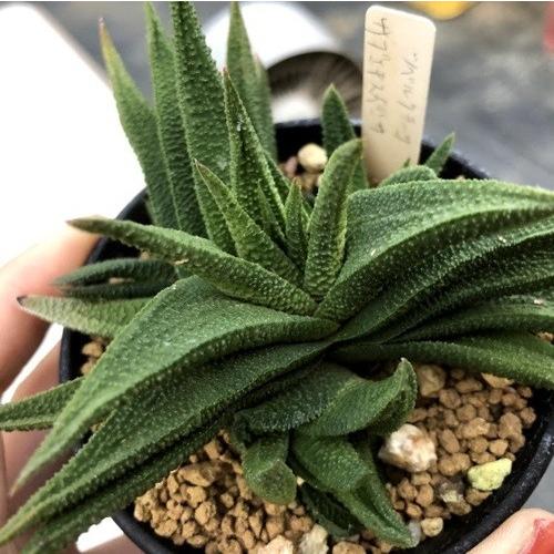 多肉植物：ハオルチア スカブラ ツベルクラータ サブエクスパンサ*幅