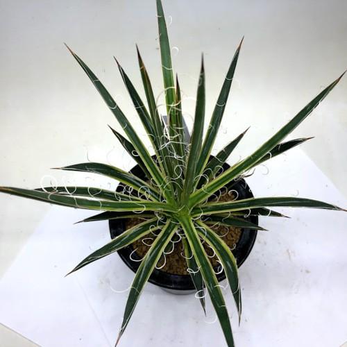 多肉植物：アガベ 滝の白糸錦 覆輪*幅20cm 現品！一品限り : 遊恵