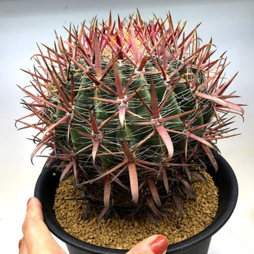 サボテン：フェロカクタス 神仙玉*幅15cm 現品！一品限り : 遊恵盆栽