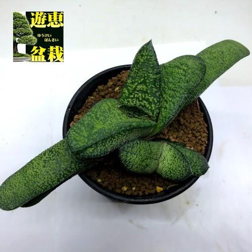 多肉植物：ガステリア 春鶯囀（しゅんおうてん）hyb.*幅19cm 現品