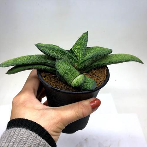 多肉植物　ガステリア　batesiana錦抜き苗 Yahoo!オークション - 【batesiana 春鶯囀錦】ガステリア 多肉