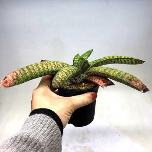 多肉植物：ガステリア 春鶯囀（しゅんおうてん）*幅24cm 現品！一品