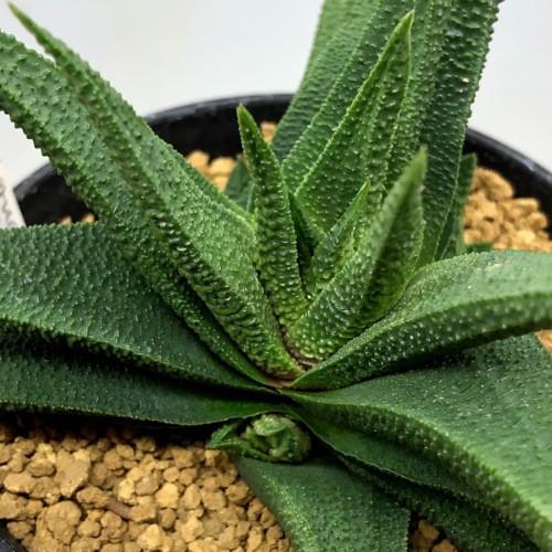 多肉植物：ハオルチア スカブラ ツベルクラータ サブエクスパンサ*幅
