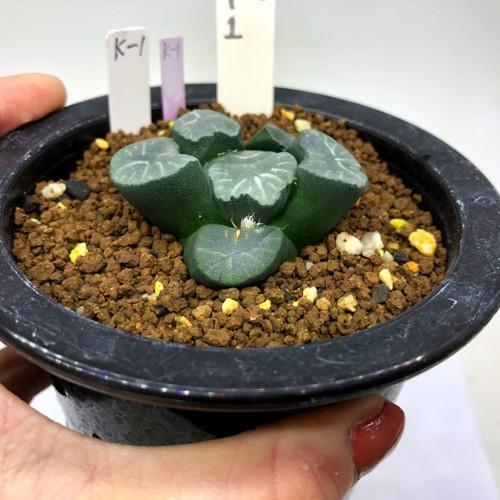 多肉植物 ハオルチア 万象ｋ 1 幅5ｃｍ 現品 一品限り S9260v 遊恵盆栽 Yahoo 店 通販 Yahoo ショッピング