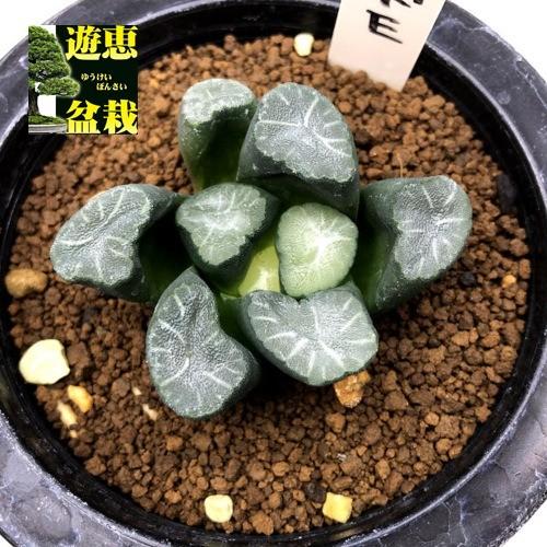 手数料安い 多肉植物 ハオルチア 万象 コードｅ 幅6ｃｍ 現品 一品限り 保証書付 Www Alquimiafestas Com Br