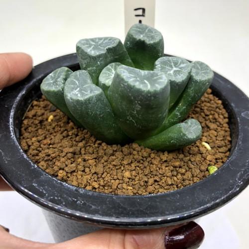 代引き手数料無料 多肉植物 ハオルチア 万象 コードｅ 幅7ｃｍ 現品 一品限り 特売 Www Aproniaperu Com