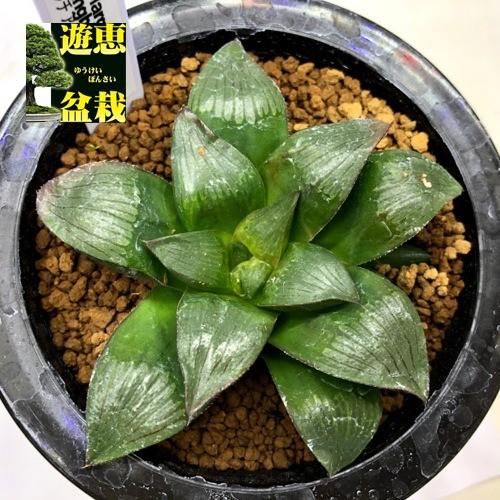 多肉植物 ハオルチア マトリクス 幅9ｃｍ 現品 一品限り S9272v 遊恵盆栽 Yahoo 店 通販 Yahoo ショッピング