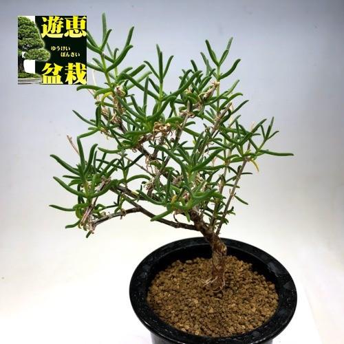 コーデックス：メストクレマ ツベローサム*葉幅15cm 現品！一品限り