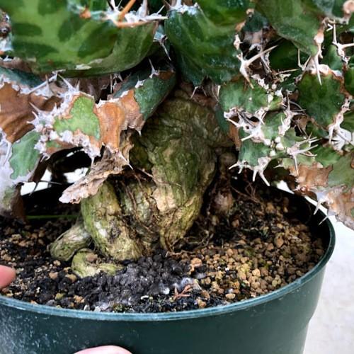 多肉植物：ユーフォルビア トルチラマhyb.*幅34cm 現品！一品限り