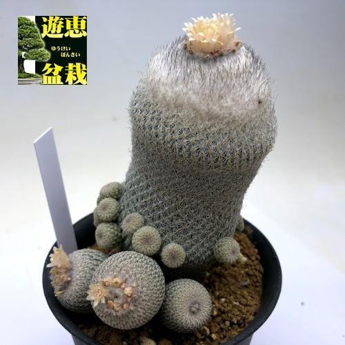 サボテン エピテランサ 月世界 幅9ｃｍ 現品 一品限り S9299v 遊恵盆栽 Yahoo 店 通販 Yahoo ショッピング