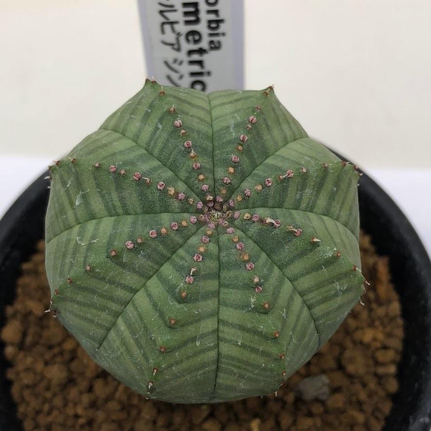 多肉植物：ユーフォルビア シンメトリカ*S 幅4cm : 遊恵盆栽 Yahoo!店