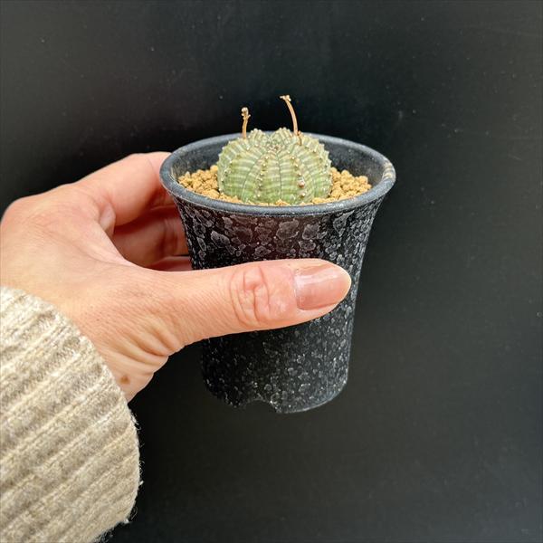 ☆特価☆多肉植物：ユーフォルビア バリダ*S 幅3.5cm ☆赤松実生