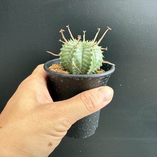 ☆特価☆多肉植物：ユーフォルビア バリダ*S 幅4.5cm ☆赤松実生