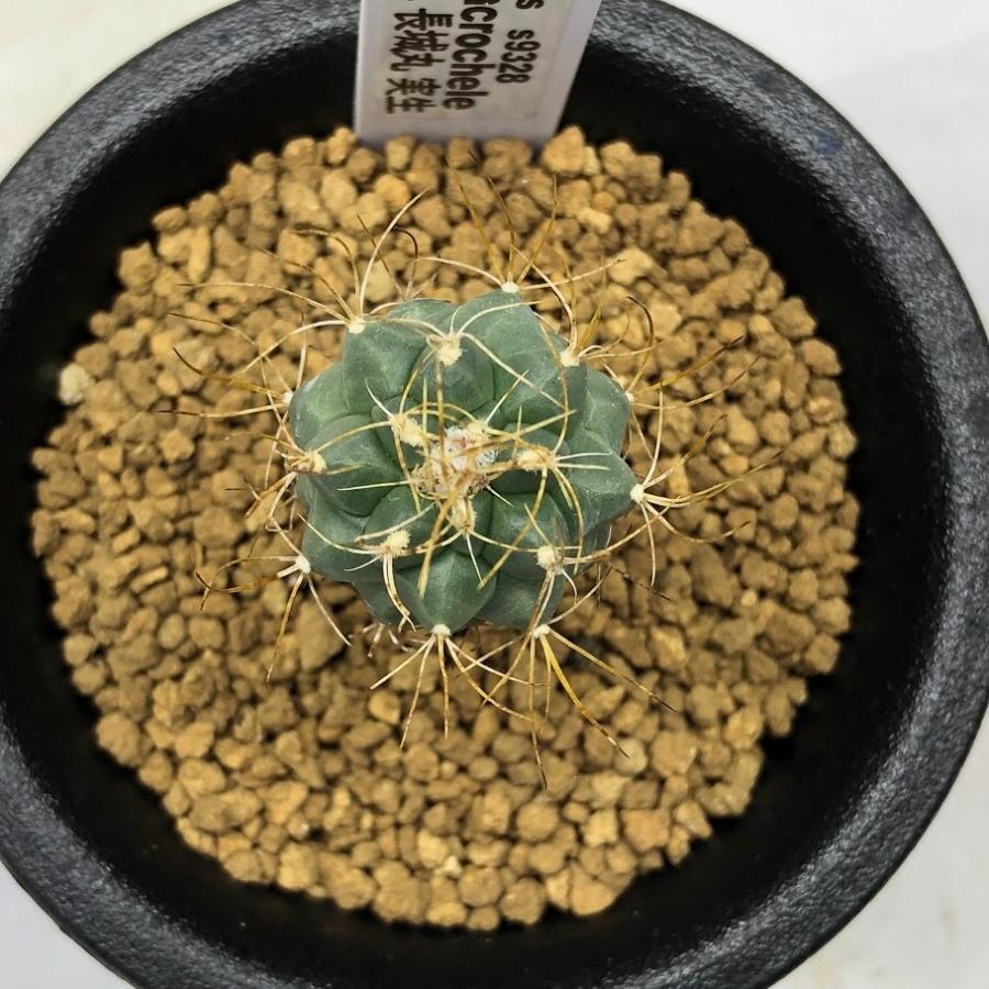 サボテン：ツルビニカルプス 長城丸 実生*幅2.5cm : 遊恵盆栽 Yahoo