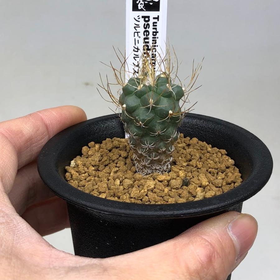 サボテン：ツルビニカルプス 長城丸 実生*幅2.5cm : 遊恵盆栽 Yahoo