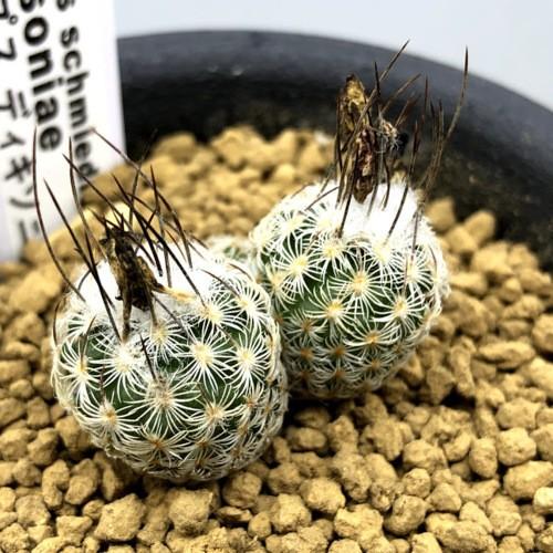 サボテン：ツルビニカルプス ディキソニアエ 実生*幅3cm : 遊恵盆栽