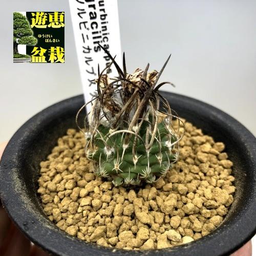 サボテン：ツルビニカルプス グラキリス 実生*幅3cm : 遊恵盆栽