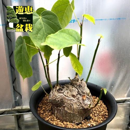 塊根植物：プセウド ボンバックス エリプティカム*塊根幅13cm 現品