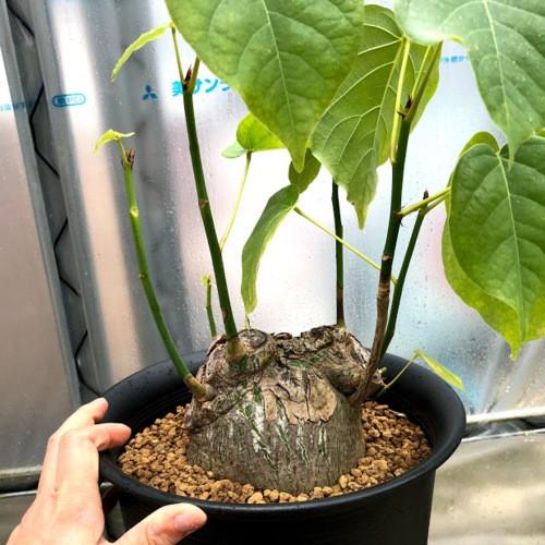 塊根植物：プセウド ボンバックス エリプティカム*塊根幅13cm 現品