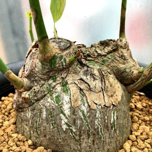 塊根植物：プセウド ボンバックス エリプティカム*塊根幅13cm 現品