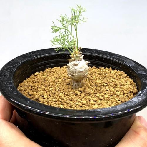 コーデックス：サルコカウロン ペニクリナム*塊根幅1.5cm 現品