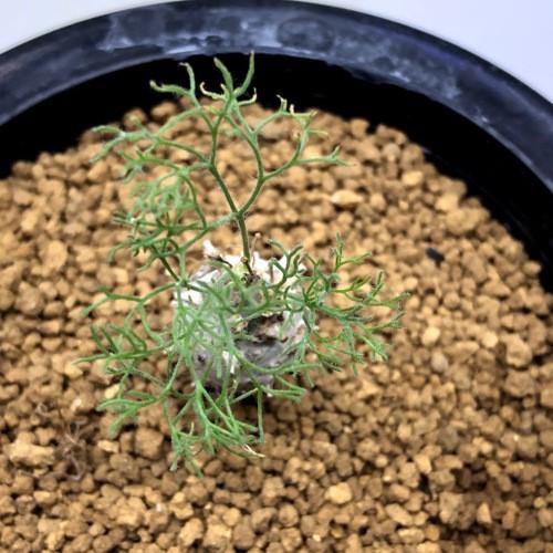 コーデックス：サルコカウロン ペニクリナム*塊根幅1.5cm 現品！一品