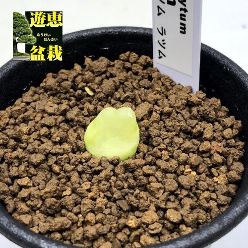 多肉植物：コノフィツム ラツム 桃尻娘*幅1.3cm 現品！一品限り : 遊恵