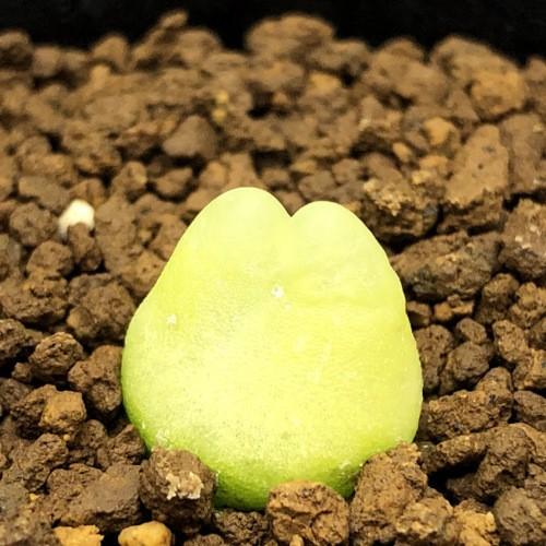 多肉植物：コノフィツム ラツム 桃尻娘*幅1.3cm 現品！一品限り : 遊恵