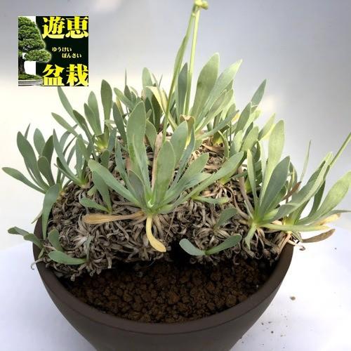 コーデックス：オトンナ レトロルサ*幅17cm 現品！一品限り : 遊恵