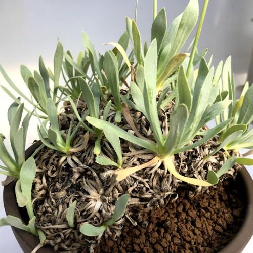 コーデックス：オトンナ レトロルサ*幅17cm 現品！一品限り : 遊恵