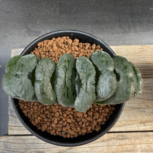 多肉植物：ハオルチア 玉扇114 透明緑線*幅9cm : 遊恵盆栽 Yahoo!店