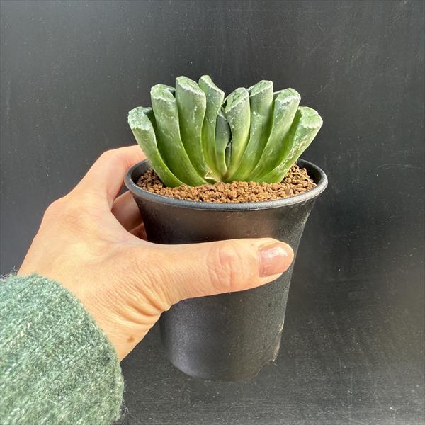 多肉植物：ハオルチア 玉扇114 透明緑線*幅9cm : 遊恵盆栽 Yahoo!店