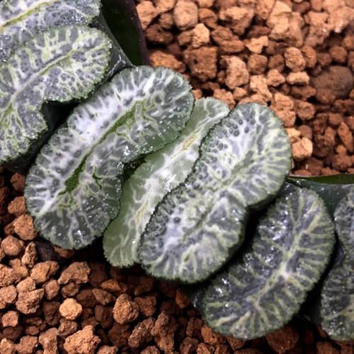 多肉植物：ハオルチア 玉扇 大型白模様緑線*幅6.5cm 現品！一品限り