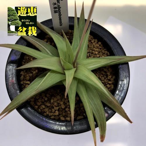 多肉植物：ハオルチア 水車錦*幅14cm 現品！一品限り : 遊恵盆栽 Yahoo